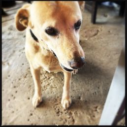 Perro Perro