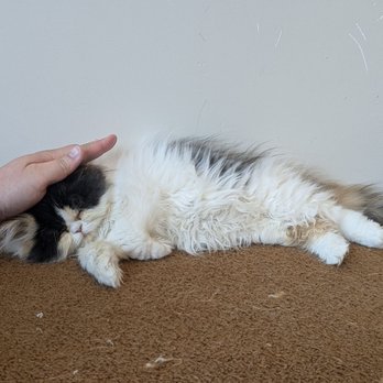 Petpls - Pet Stores Near Me - Richmond, British Columbia Petpls - Pet Stores Near Me - Richmond, British Columbia