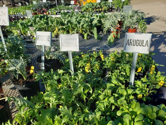 Green's Produce and Plants by null