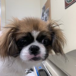 Community Veterinary Center - Mag Pie