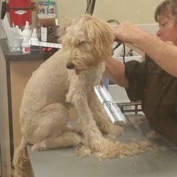 Here he is at PETCO the dog that was to mean to groom! Here he is at PETCO the dog that was to mean to groom!