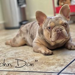All Eyez On Me Frenchies - John Doe open for stud