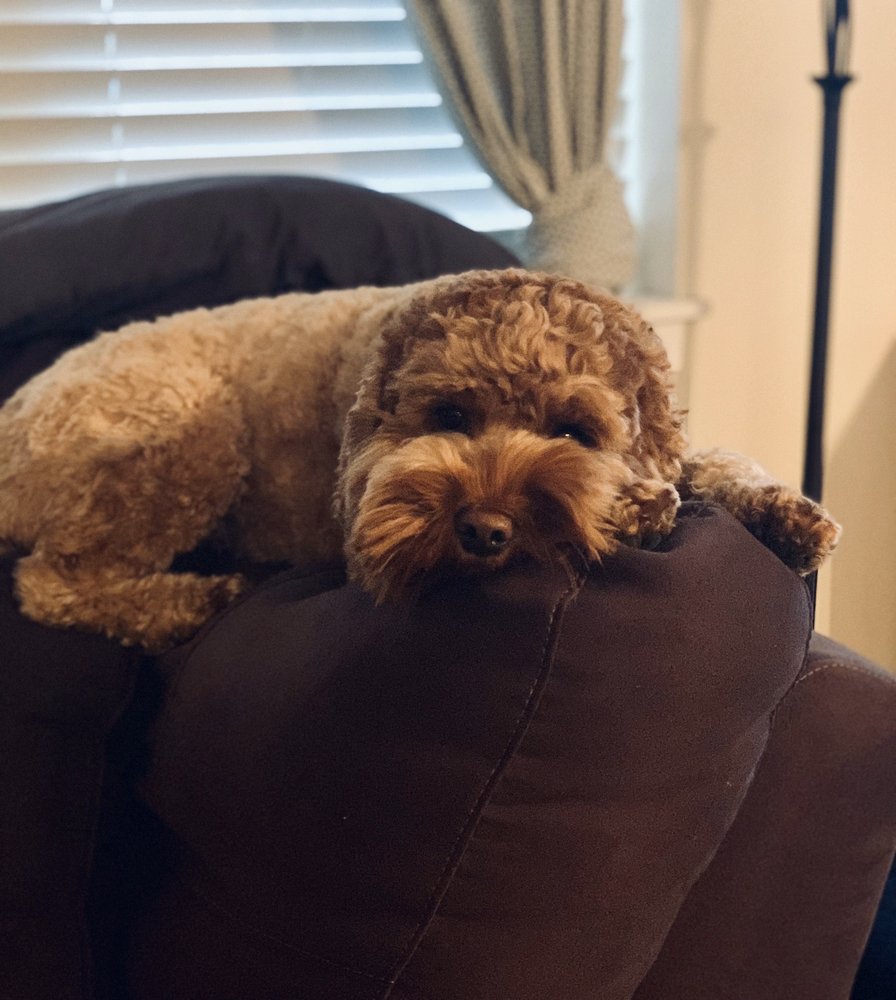 PAWS IN MOTION LLC 13 Photos & 36 Reviews Chicago, Illinois Dog Walkers Phone Number Yelp