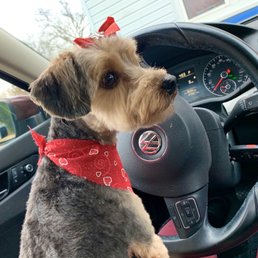 Coco the Yorkipoo looking beautiful after a visit to show dog grooming!