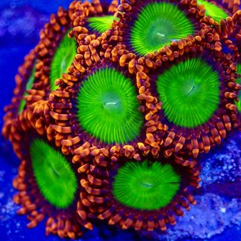 Tropical fish and Coral - Aquarium Services Near Me Tropical fish and Coral - Aquarium Services Near Me