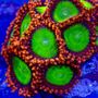 Photo of Tropical fish and Coral