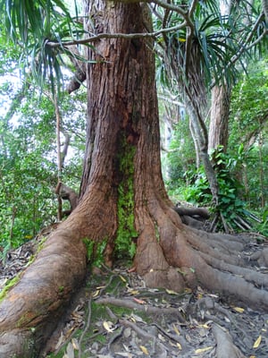 Waikamoi Nature Trailhead and Parking Area by null