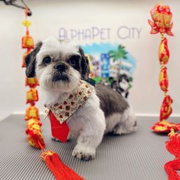 Small Shihtzu Small Shihtzu