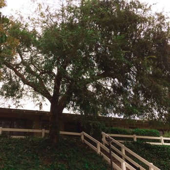 City Wide Landcare - After: Large Chinese Elm Dead branches were removed and the roofline was cleared. Still plenty of shade! - Tree Services Near Me City Wide Landcare - After: Large Chinese Elm Dead branches were removed and the roofline was cleared. Still plenty of shade! - Tree Services Near Me