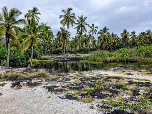 Pu'uhonua O Honaunau National Historical Park by null