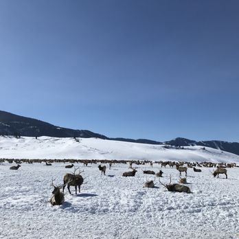 National Elk Refuge Sleigh Rides - Parks Near Me - Jackson, Wyoming National Elk Refuge Sleigh Rides - Parks Near Me - Jackson, Wyoming