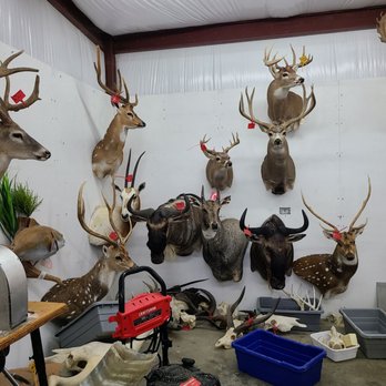 Killian's Meat Market, Deer Processing, Taxidermy & BBQ - a variety of deer heads - Butcher Near Me - Hempstead, Texas