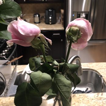 San Jose Flowers - First two drooping dead flowers less than 24 hours in - Florists Near Me - San Jose, California San Jose Flowers - First two drooping dead flowers less than 24 hours in - Florists Near Me - San Jose, California