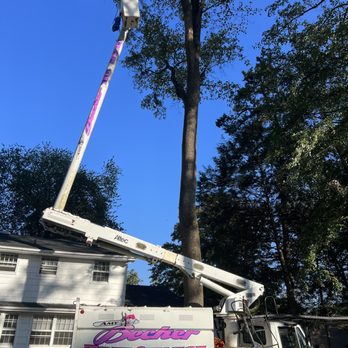 Becker Tree Service - a tree being trimmed - Tree Services Near Me Becker Tree Service - a tree being trimmed - Tree Services Near Me