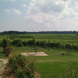 Vineyard