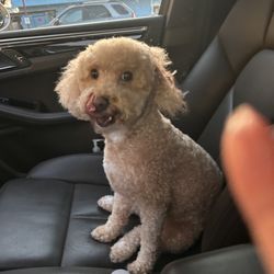 Happy K9 Giftly Email, Text or Print, 6501 Camp Bowie Blvd, Fort