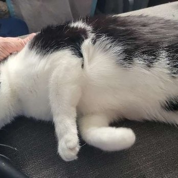 Laura's Critter Care - Pet Sitting Near Me - Getzville, New York Laura's Critter Care - Pet Sitting Near Me - Getzville, New York