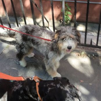 Downtown Brooklyn Pet Care - Pups on s small pack walk - Dog Walkers Near Me - Brooklyn, New York Downtown Brooklyn Pet Care - Pups on s small pack walk - Dog Walkers Near Me - Brooklyn, New York