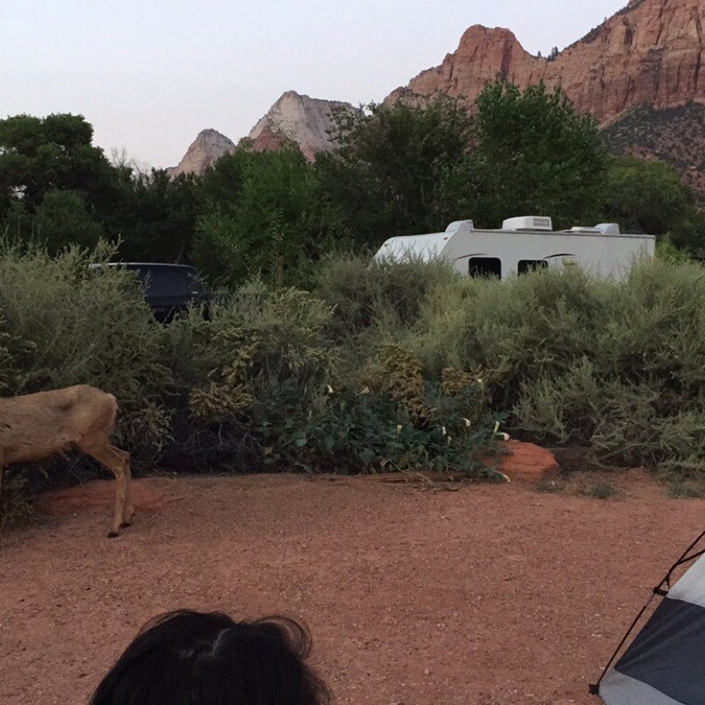 Watchman Campground - Deer!! - Campgrounds Near Me - Springdale, Utah Watchman Campground - Deer!! - Campgrounds Near Me - Springdale, Utah