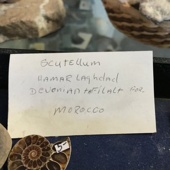 Antares Fossils & Minerals - Scutellum - Hamar Laghdad Devonian Tafilalt Formation, Morocco - Gemstones & Minerals Near Me - Evanston, Wyoming Antares Fossils & Minerals - Scutellum - Hamar Laghdad Devonian Tafilalt Formation, Morocco - Gemstones & Minerals Near Me - Evanston, Wyoming
