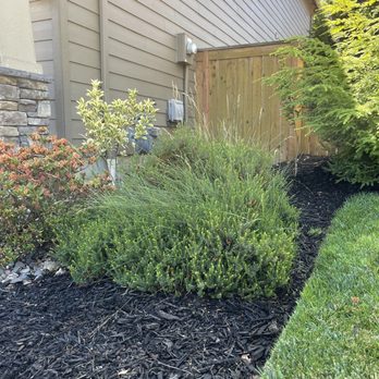 Lawn Care By Dan - Unkept bushes. - Landscaping Near Me - Vancouver, Washington Lawn Care By Dan - Unkept bushes. - Landscaping Near Me - Vancouver, Washington