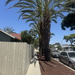4/7 palm trees trimmed