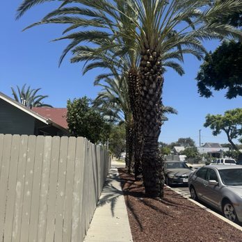 A's Tree Service - 4/7 palm trees trimmed - Tree Services Near Me - Placentia, California