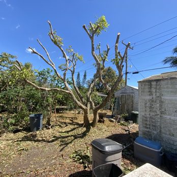 Rosell Tree Service - Tree trimming - Tree Services Near Me Rosell Tree Service - Tree trimming - Tree Services Near Me