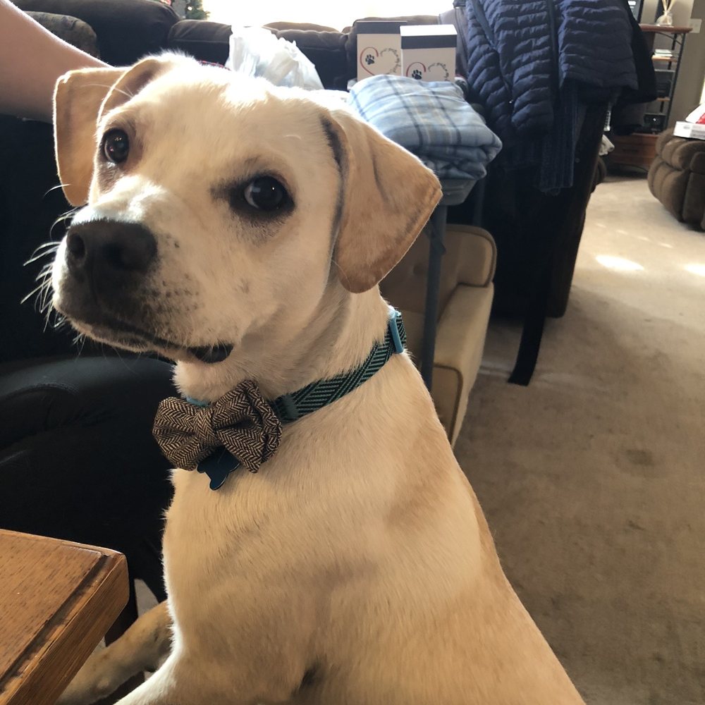 Dog Gone Amazing - Pet Training Near Me - Reno, Nevada Dog Gone Amazing - Pet Training Near Me - Reno, Nevada
