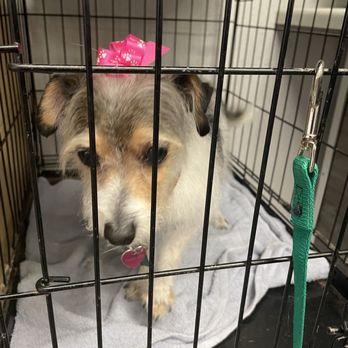 Lisa's Pampered Paws Pet Grooming - ready for pick up on time - Pet Groomers Near Me - Reno, Nevada Lisa's Pampered Paws Pet Grooming - ready for pick up on time - Pet Groomers Near Me - Reno, Nevada