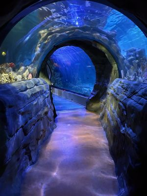 SEA LIFE Arizona Aquarium by null
