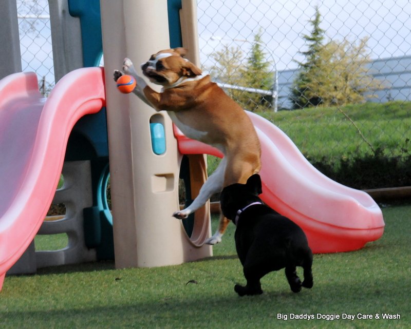 big daddy's doggie daycare