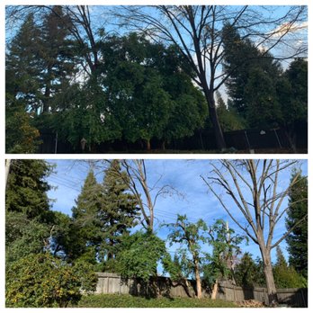 Stumpman - Top-before Bottom-after - Tree Services Near Me Stumpman - Top-before Bottom-after - Tree Services Near Me