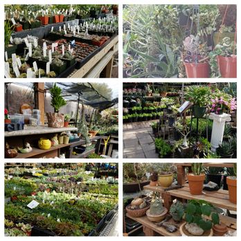 California Cactus Center - Lots of unique cacti and succulents - Nurseries & Gardening Near Me - Pasadena, California
