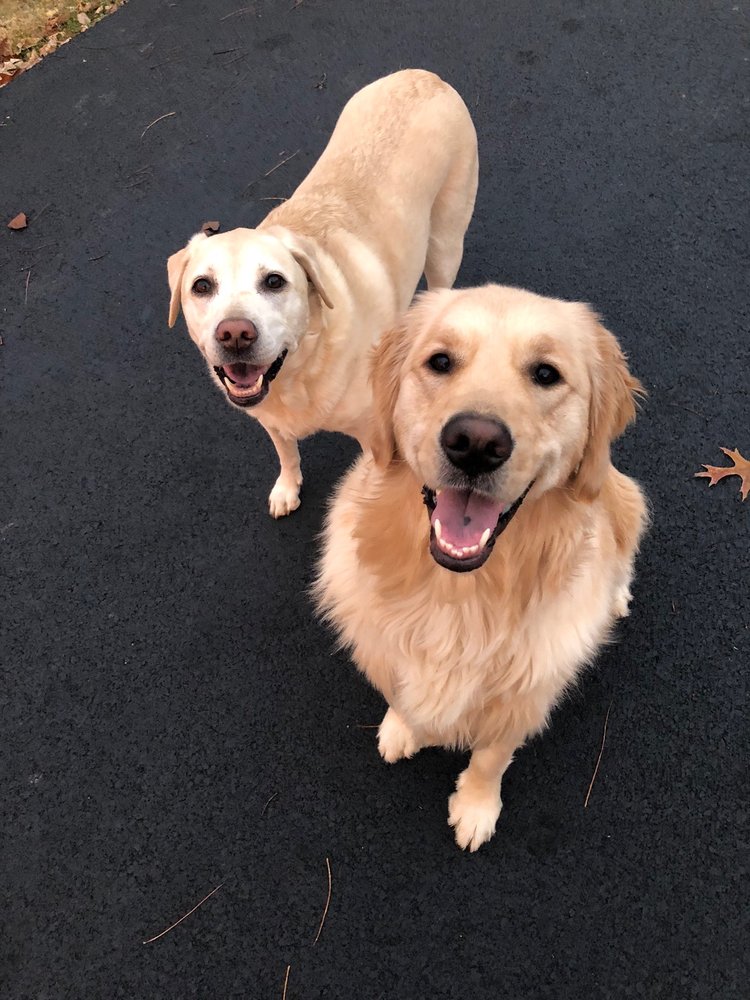 MALVERN VETERINARY HOSPITAL 18 Reviews 545 S Warren Ave, Malvern