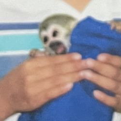 La Jungla De Timo - The evil monkey