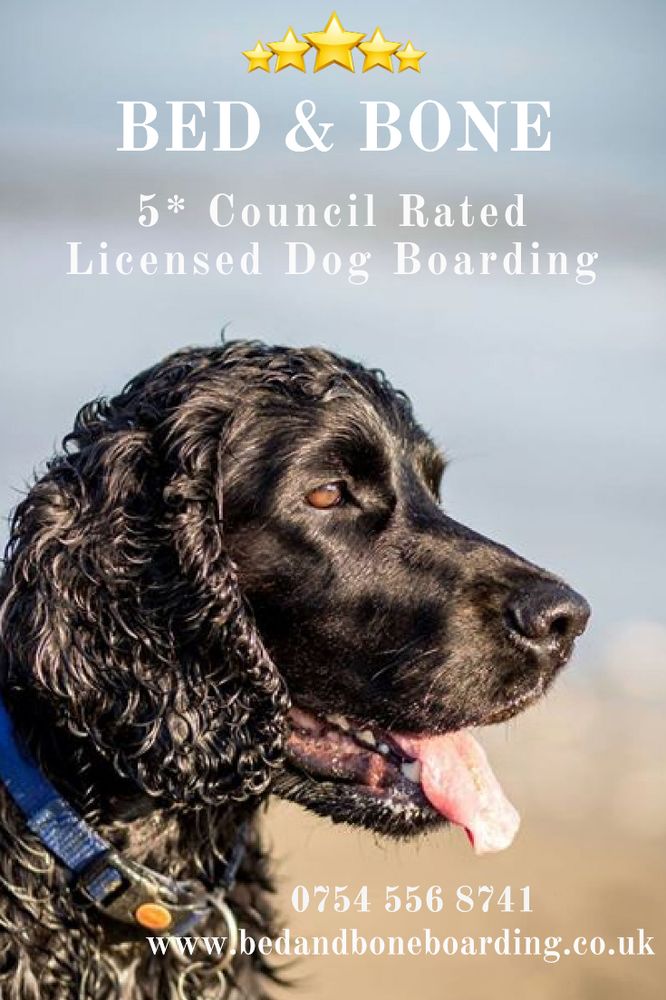 BED AND BONE HOME DOG BOARDING & DOGGY DAYCARE Woodland way, Fairlight, East Sussex, United