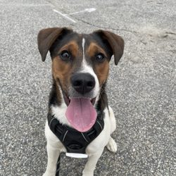 Thorndike Field Dog Park