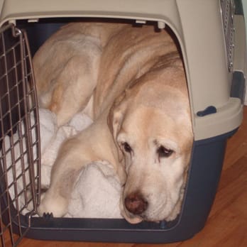 Classic Critter Care - Stella forgot she was big dog! - Pet Sitting Near Me - Concord, California