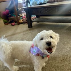 Daisy Dog Salon