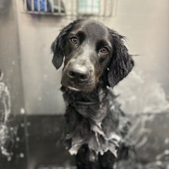Whitney's Dog Spa - Pet Groomers Near Me - Cotati, California Whitney's Dog Spa - Pet Groomers Near Me - Cotati, California