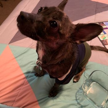 Operation Kindness - Sooner! - Animal Shelters Near Me - Carrollton, Texas Operation Kindness - Sooner! - Animal Shelters Near Me - Carrollton, Texas