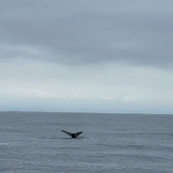 Blue Ocean Whale Watch - Humpback whale - Whale Watching Tours Near Me - Moss Landing, California