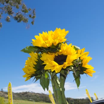 Carlos Floral - My favorite flower. - Florists Near Me - Encinitas, California