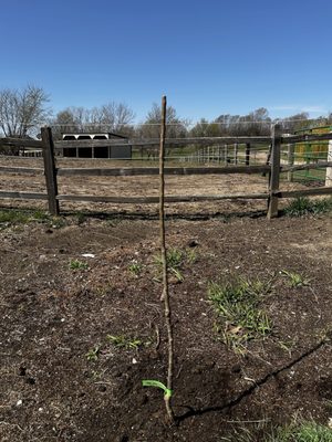 RAINTREE NURSERY - Updated May 2025 - 25 Photos & 63 Reviews - 408 ...
