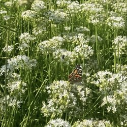 Butterfly dreams.
