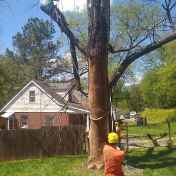 Arbortech Tree Services - a man cutting a tree - Tree Services Near Me Arbortech Tree Services - a man cutting a tree - Tree Services Near Me