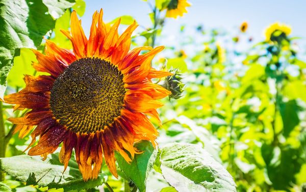 Greenhearts Family Farm Online Farmers Market by null