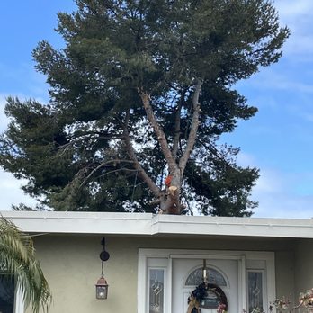 Big Branch Tree Service - Gorgeous 65 foot Pine - Tree Services Near Me - San Diego, California Big Branch Tree Service - Gorgeous 65 foot Pine - Tree Services Near Me - San Diego, California