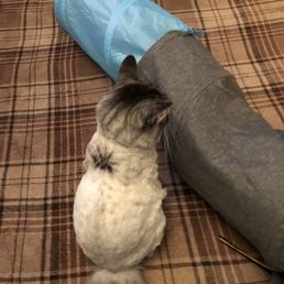 How Much Cat Grooming Cost San Francisco: Ultimate Price Guide 2025